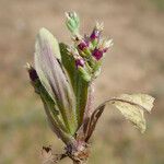 Plantago rhodosperma Flor