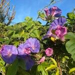 Ipomoea indica Цветок