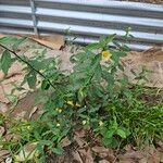 Sida cordifolia Kvet