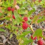 Chenopodium capitatum Fruit