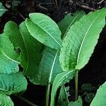 Bistorta officinalis Blad