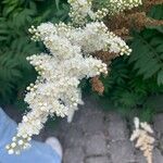 Sorbaria sorbifolia Kvet