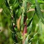 Bassia scoparia Fruit