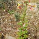 Oenothera x fallax Flower