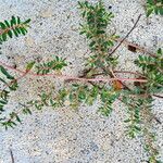 Euphorbia maculata Habit