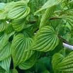 Dioscorea villosa Leaf