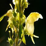 Linaria vulgaris Blüte