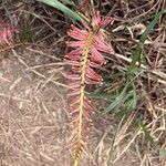 Blechnum occidentale Leaf