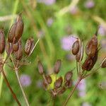 Conopodium majus Fruit