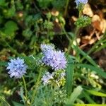 Gilia achilleifolia Flor