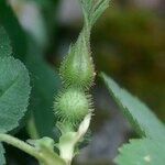 Rosa mollis Fruit