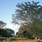 Ficus virens Leaf