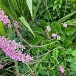 Francoa appendiculata Φύλλο