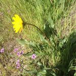 Wyethia angustifolia Hábito