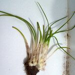 Isoetes longissima Sonstige