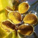 Salvinia minima Leaf