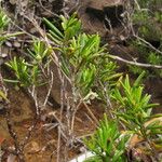 Uromyrtus baumanii Hábito