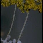 Eriogonum crocatum Blomma