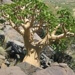 Cyphostemma currorii Vivejo