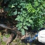 Ruta graveolens Leaf