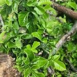 Allophylus rubifolius Leaf