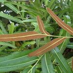 Acrostichum aureum Leaf