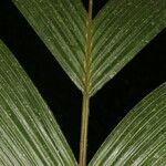 Calyptrogyne trichostachys Fruto