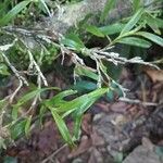 Epidendrum ramosum Frukt