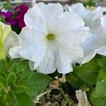 Petunia spp.Λουλούδι