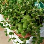 Crassula expansa ഇല