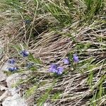 Polygala alpina Fleur