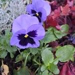 Viola × wittrockianaFlower