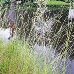 Eragrostis curvula Folio