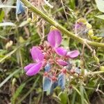 Desmodium intortum Blüte