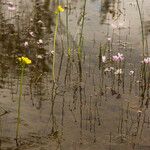 Utricularia floridana Alkat (teljes növény)