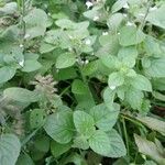 Clinopodium nepeta برگ