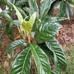 Eriobotrya japonica Likasa