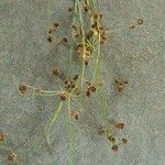 Scirpus atrovirens Mbuma