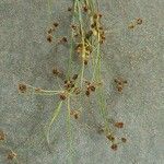 Scirpus atrovirens Плод