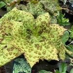 Podophyllum cv. 'Kaleidoscope' Hostoa