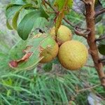 Hymenocardia acida Fruit