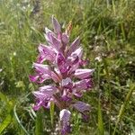 Orchis militaris Flower