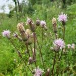 Cirsium arvenseFloro