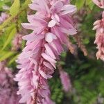 Indigofera decora Flor