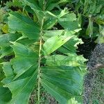 Aiphanes horrida Leaf