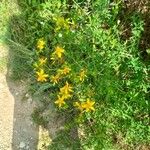 Hypericum perfoliatum Flower