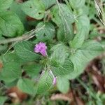 Galeopsis ladanum Hoja