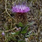 Centaurea pectinataAltro