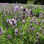 Lavandula angustifolia Листок