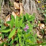 Lathyrus linifolius Virág